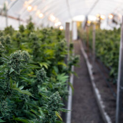 Marijuana grow farm
