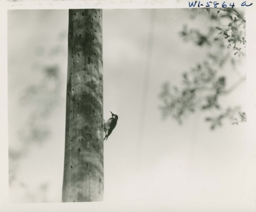 woodpecker on a telephone pole