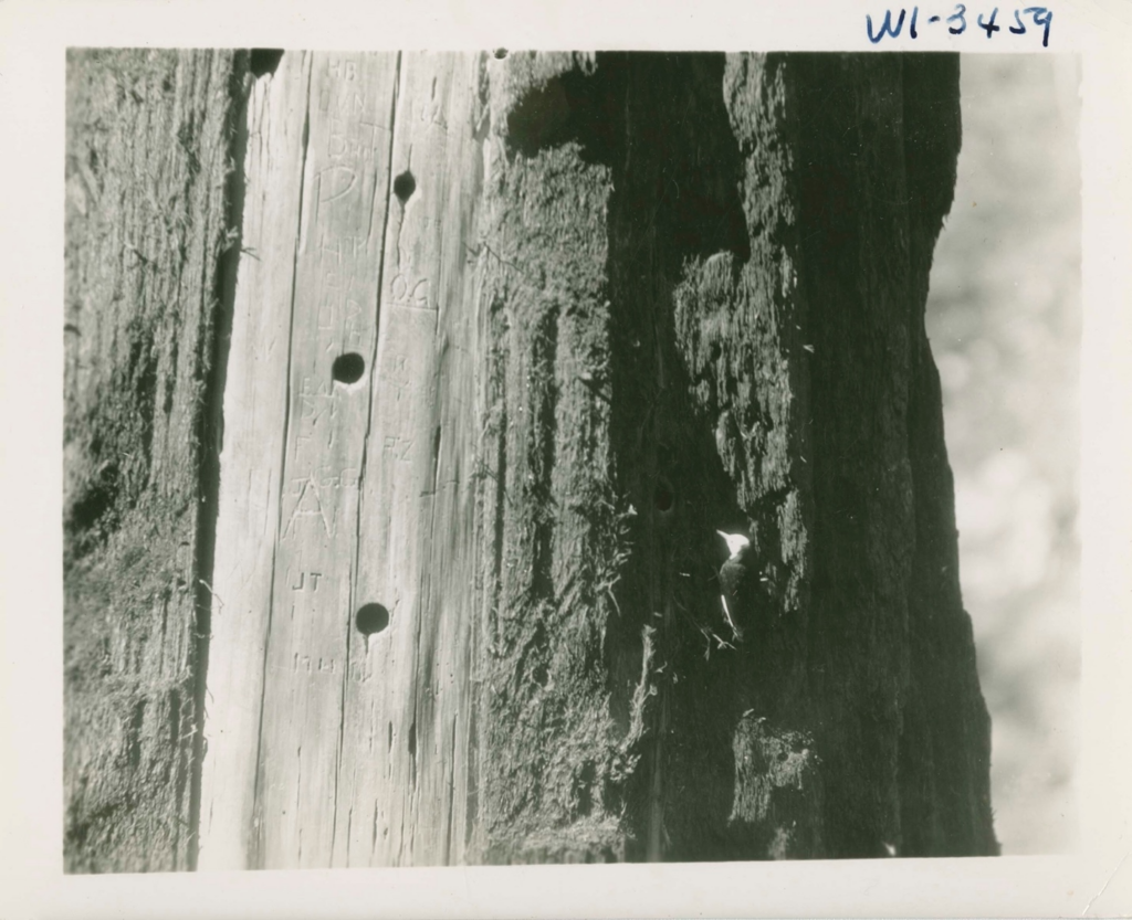 woodpecker holes