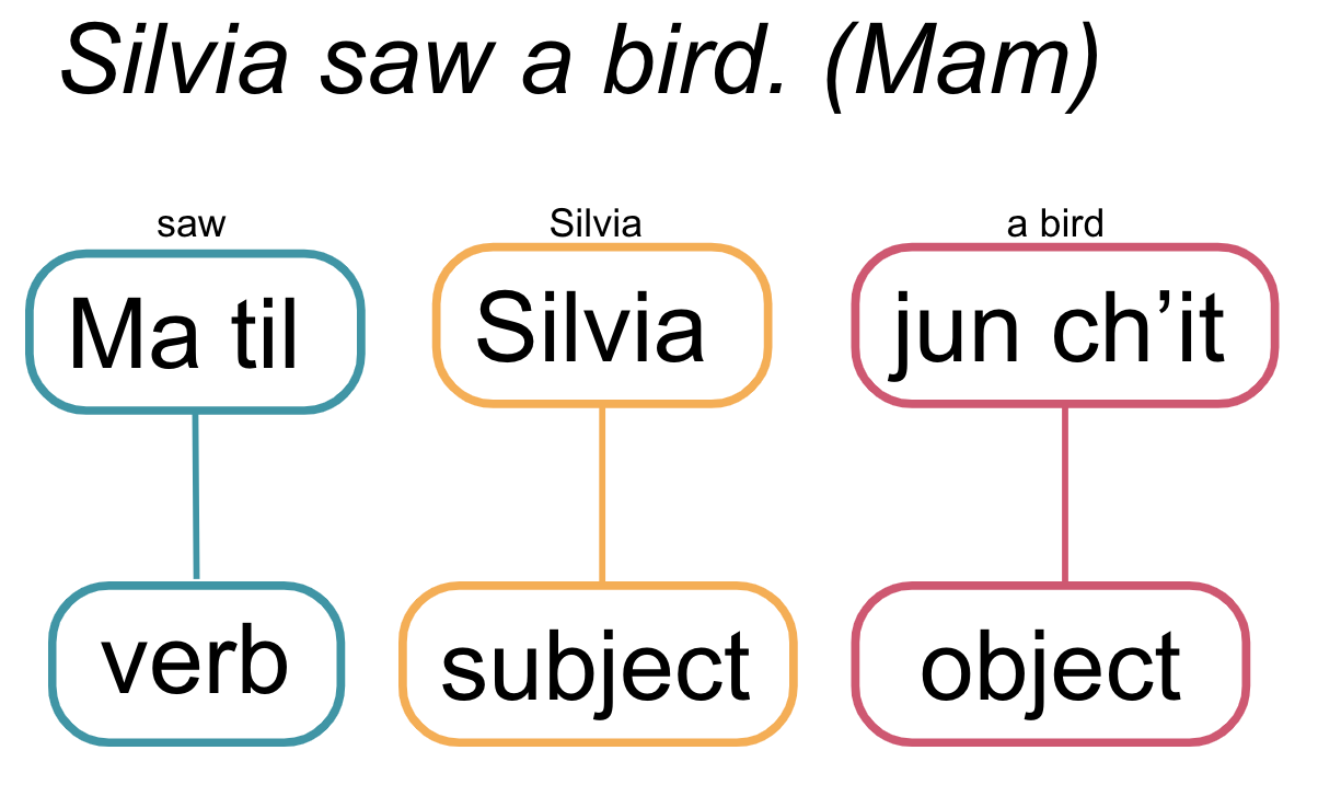 chart showing "silvia saw a bird" in Mam, which is ordered verb, subject, object