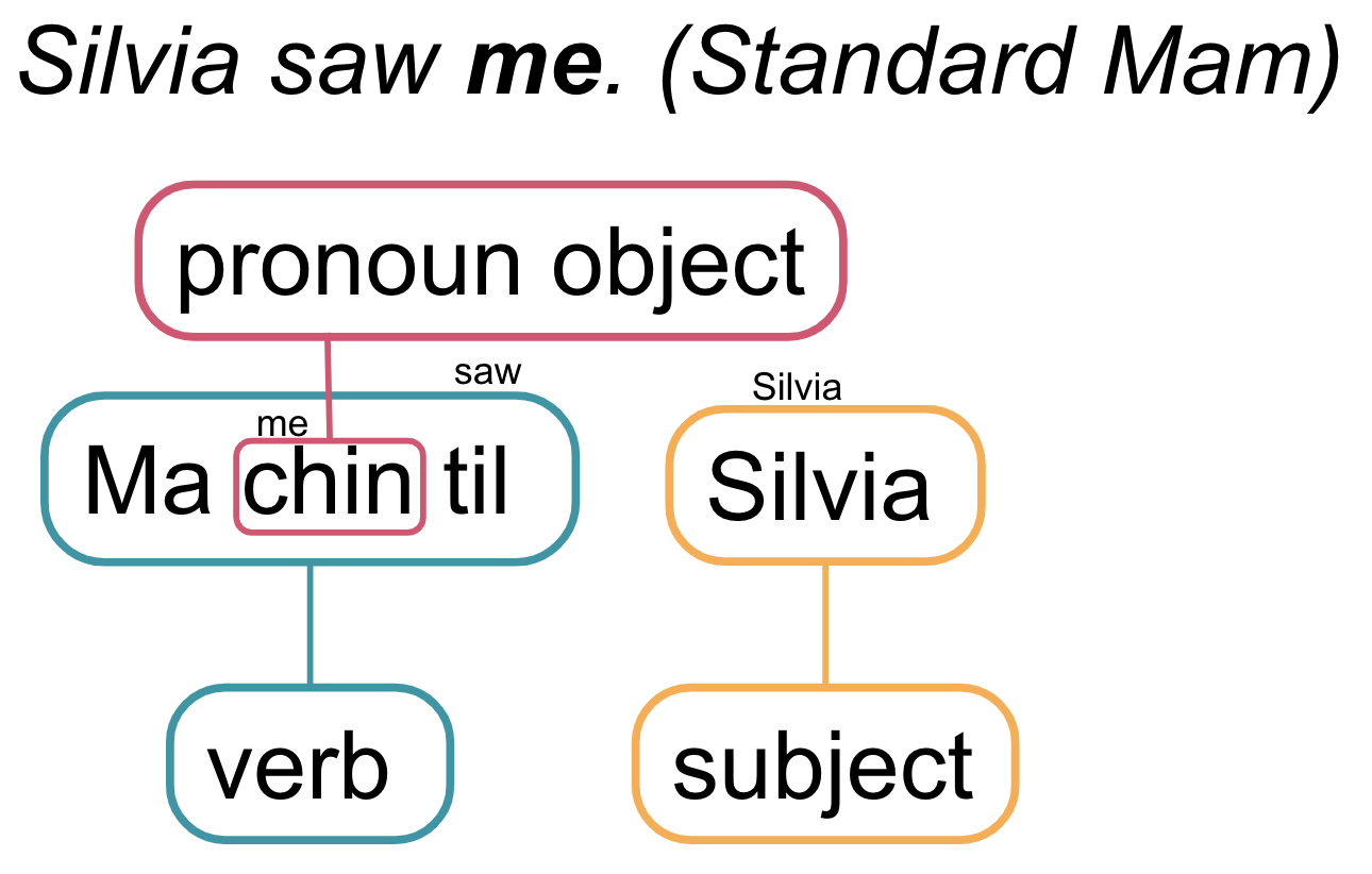 a breakdown of "silvia saw me" in standard Mam - Ma Chin Til - pronoun object in the verb, and silvia as the subject