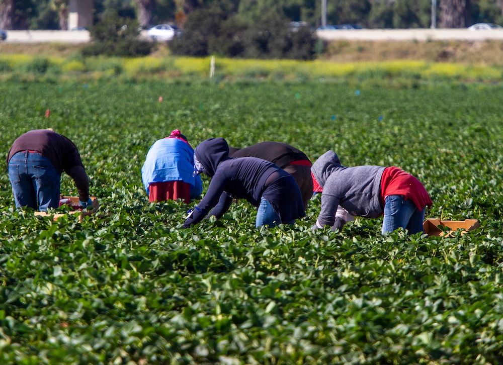 A group of migrant workers picking in a field